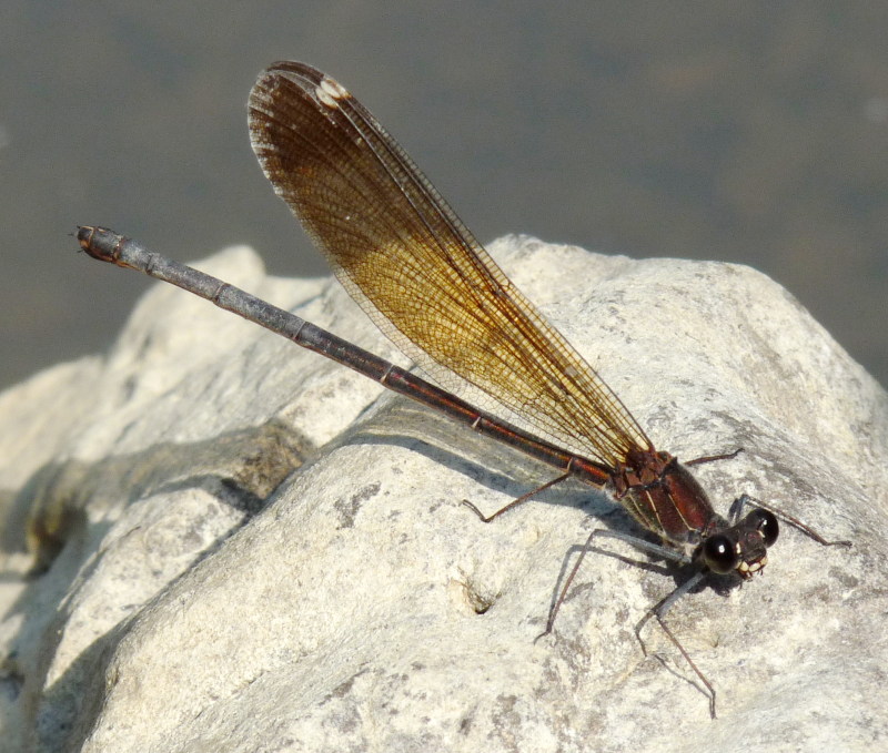 Libellula da identificare 1 - Calopteryx haemorrhoidalis